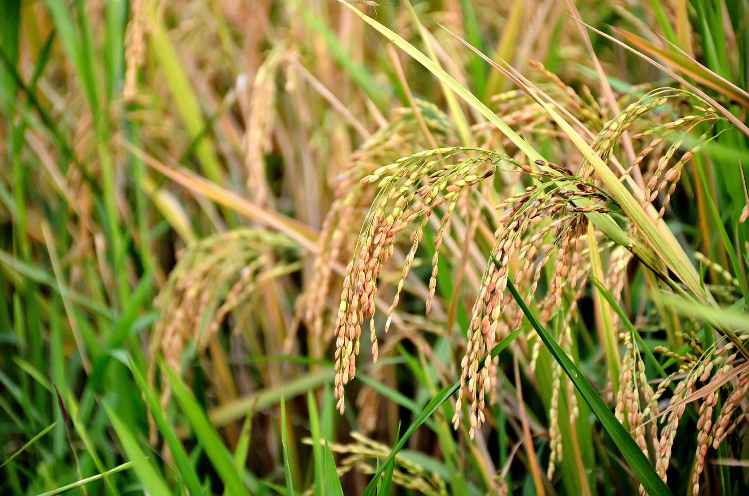 দক্ষিণ এশিয়ায় ধানের আবির্ভাব